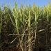 cane_sugar_juc_v_0013_cub0730.jpg